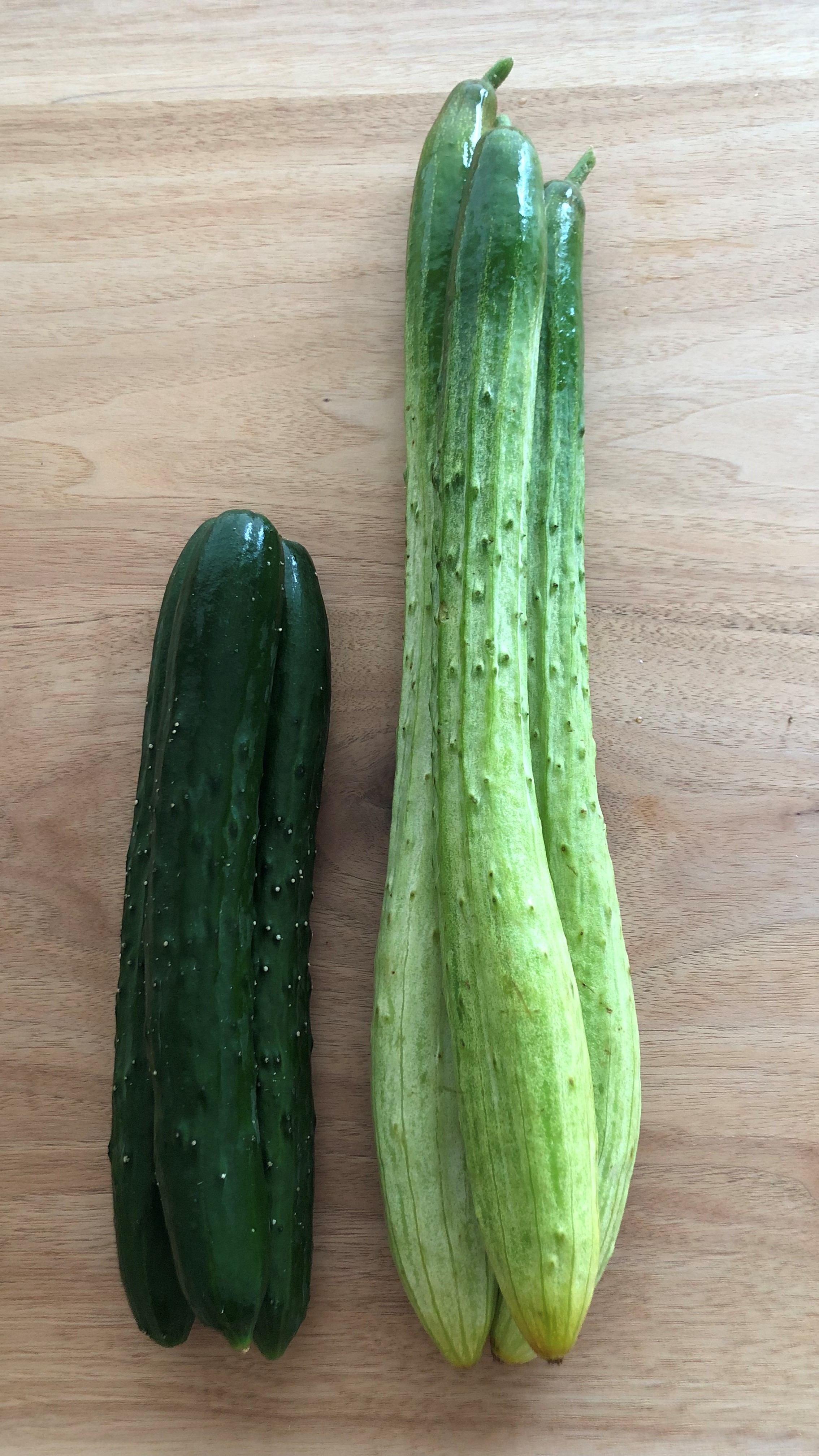 大阪の伝統の食③ なにわの伝統野菜「毛馬キュウリ」｜コラム